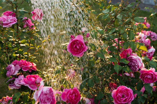 Blooming pink roses being watered during golden hour