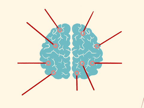Diagram Shows Brain Areas and Their Connections in Neuroscience Study