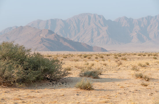 Desert Landscape in the Namib Desert, Namibia, Africa
