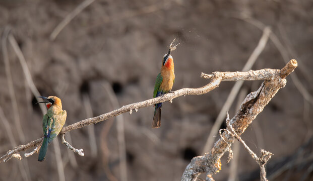 White-fronted bee-eater with an insect on a branch in the Okavango Delta, Botswana, Africa