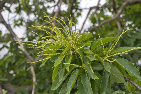 chestnut tree, flowers, summer season, green
