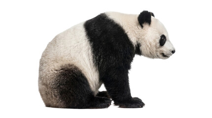 Sitting giant panda bear animal from side profile view isolated on transparent background png clip art. © Png ProTeam