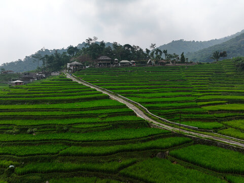 Aerial view of Cisalada Rice Terrace featuring lush green rice paddies, a winding road, and traditional houses on the hillside in Pamijahan, West Java, Indonesia.