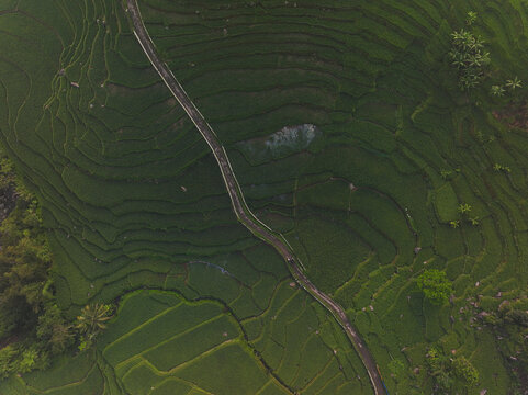 Aerial view of Cisalada Rice Terrace featuring lush green rice paddies, a winding path, and tropical vegetation in Pamijahan, West Java, Indonesia.