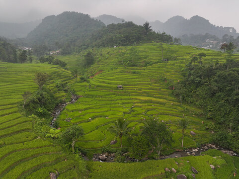Aerial view of Cisalada Rice Terrace with lush green paddies, a small stream, palm trees, and misty mountains in the background in Pamijahan, West Java, Indonesia.