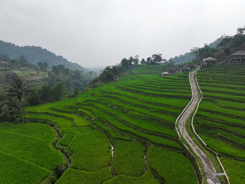 Aerial view of Cisalada Rice Terrace featuring vibrant green rice paddies, a winding paved path, and lush hills under a cloudy sky in Pamijahan, West Java, Indonesia.