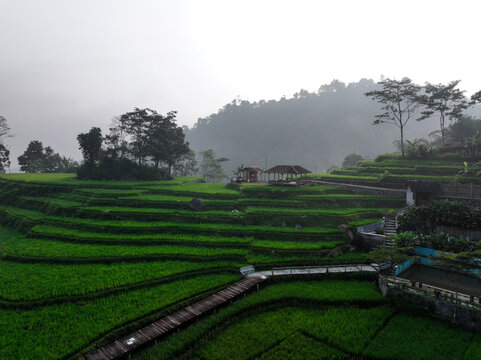 Aerial view of Cisalada Rice Terrace with lush green terraced paddies, wooden walkways, small huts, and misty hills in the background in Pamijahan, West Java, Indonesia.