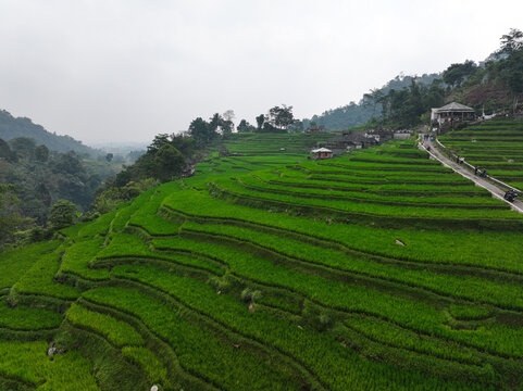 Aerial view of Cisalada Rice Terrace featuring vibrant green terraced fields, a winding road, and surrounding hills in Pamijahan, West Java, Indonesia.