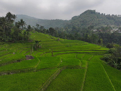 Aerial view of Cisalada Rice Terrace with lush green paddies, palm trees, and rolling hills under a cloudy sky in Pamijahan, West Java, Indonesia.