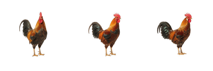  Three roosters isolated on white background, farm rooster chicken set standing in different angles, male poultry bird collection, red comb rooster PNG cut out graphic element for live © Ganesha