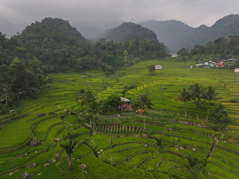 Aerial view of Cisalada Rice Terrace featuring lush green terraced rice paddies, palm trees, and small houses nestled against misty mountains in Pamijahan, West Java, Indonesia.