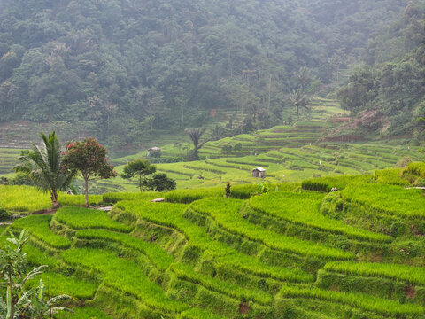 Aerial view of Cisalada Rice Terrace with lush green tiered paddies, small wooden huts, and dense forest foliage in the background in Pamijahan, West Java, Indonesia.