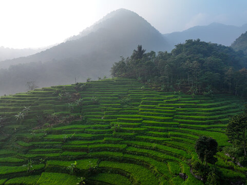 Aerial view of Cisalada Rice Terrace with lush green paddies, misty mountains, and tropical trees in Pamijahan, West Java, Indonesia.