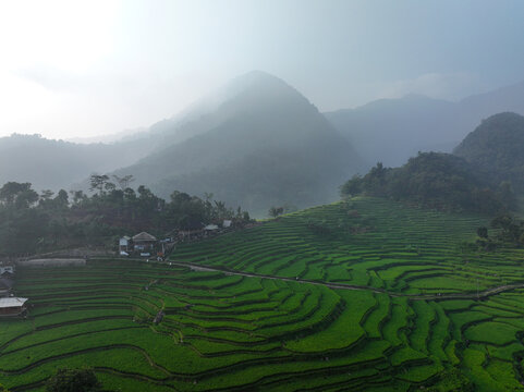 Aerial view of Cisalada Rice Terrace with lush green terraced fields, misty mountains in the background, and small rural houses in Pamijahan, West Java, Indonesia.