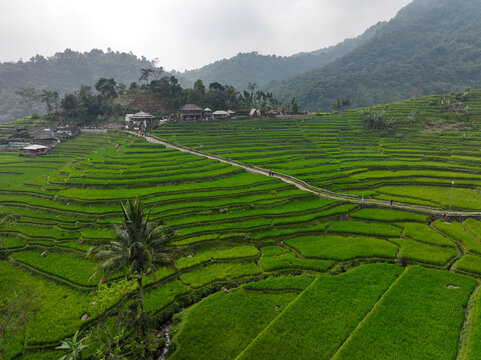 Aerial view of Cisalada Rice Terrace with lush green rice paddies, winding paths, and traditional houses nestled in the hills of Pamijahan, West Java, Indonesia.