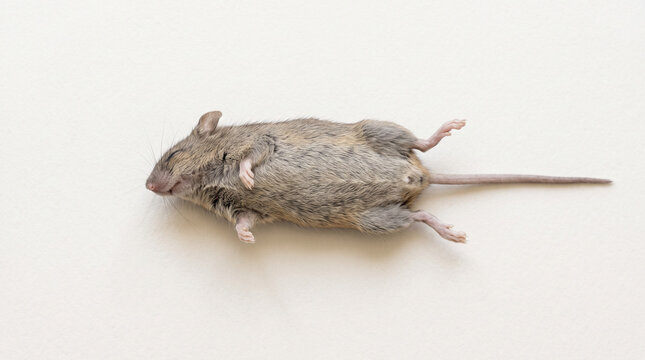 Dead Mouse Specimen Isolated on Plain White Background for Pest Control Research