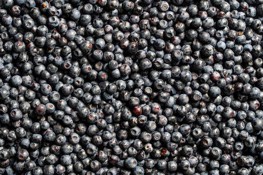Top view closeup of large group of fresh organic wild blueberries or blueberries full frame food texture background for healthy nutrition marketing and agriculture concept
