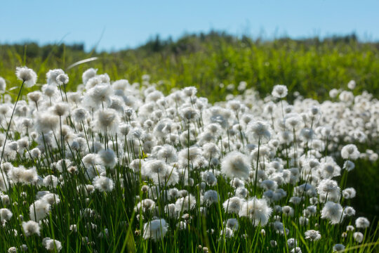 Polar flowers