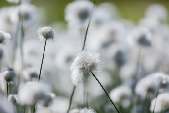 Polar flowers