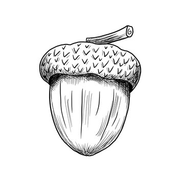 Hand drawn acorn illustration