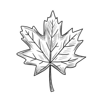 Hand drawn autumn maple leaf illustration