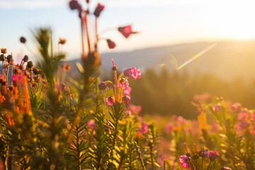 Obraz premium Sunny meadow