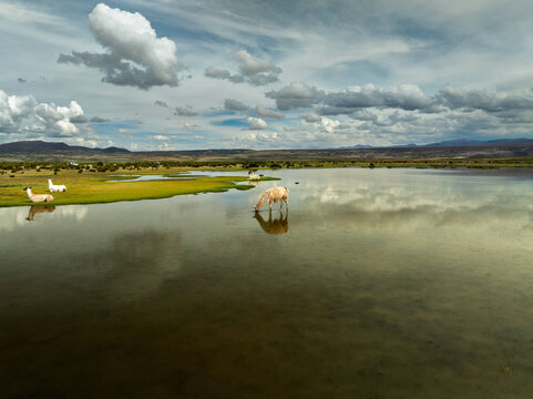 Aerial view of llamas grazing and drinking from a reflective pool in the Siloli Desert, Bolivia.