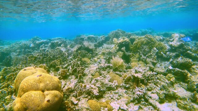 Arrecifes de coral en el mar caribe vista submarina