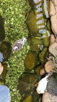 Patos se movendo por lago silencioso com reflexos naturais na &aacute;gua