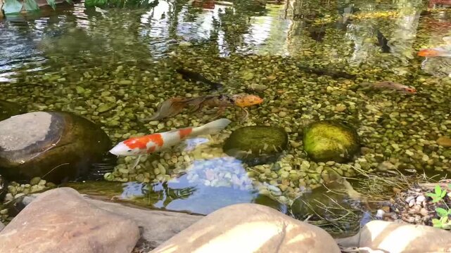 Peixes koi carpas estampados nadando juntos sob a superf&iacute;cie do lago