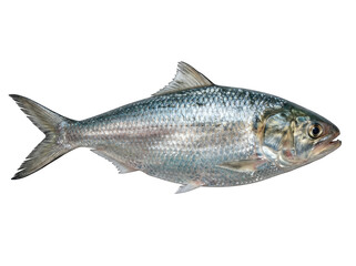 Naklejka premium Fresh Hilsa fish Tenualosa ilisha raw silver shad seafood detail