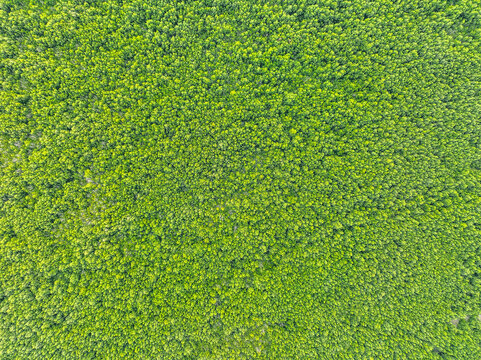 Aerial view of dense green mangrove forest canopy with lush vegetation and intricate patterns of leaves in Cilincing, Jakarta, Indonesia.