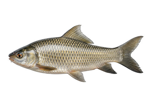 Rohu carp fish labeo rohita freshwater carp detail with golden silver scales
