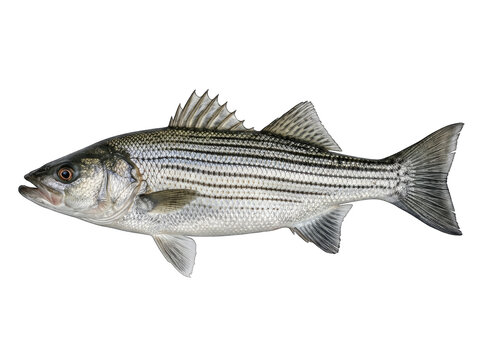 Striped bass morone saxatilis gamefish detail with silver scales and horizontal stripes