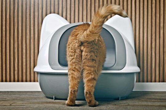 Funny ginger cat step inside a closed litter box. Horizontal image with selective focus. 
