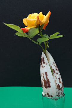 Still life with a rose flower in seashell. Close-up with maximum depth of field on a dark background.