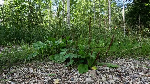 Plantago or Broadleaf Plantain Growing Along a Forest Roadside, Latvia, Panning Shot