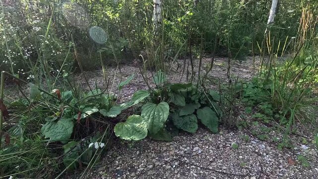 Static Close-Up of Plantago (Broadleaf Plantain) Growing on a Forest Roadside, Latvia