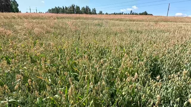 Panning Shot of Ripe Oat Field Stretching Under High-Voltage Power Lines, Latvia, Northern Europe