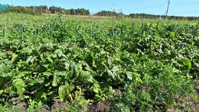Permaculture Garden with Courgettes, Dill, Beetroot, Peas and Leeks Growing in Companion Planting, Latvia