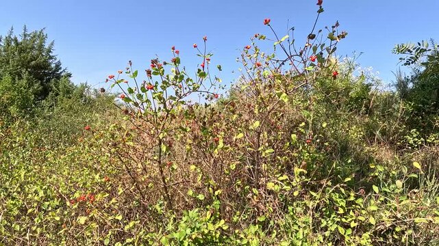 Close-Up of Red Berries on a Heat-Stressed Bush During Extreme Heatwave, Southern France