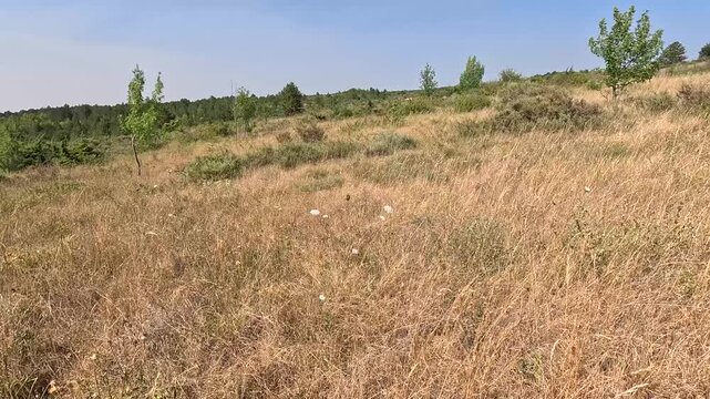 Handheld Static Shot of Heat-Stressed Burned Grass in a Parched Field, Southern France Heatwave