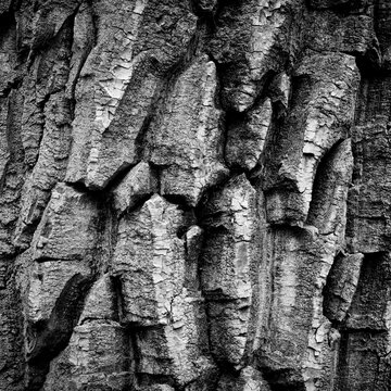 Closeup view of texture of the bark of an old cottonwood tree