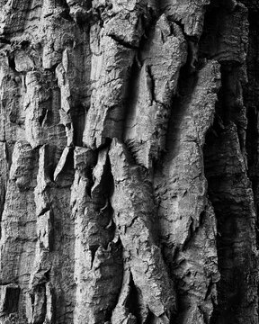 Closeup view of texture of the bark of an old cottonwood tree