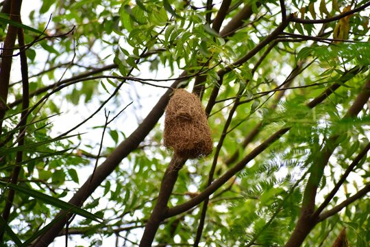 birds nest on tree in forest