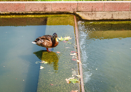 Belevue Park Duck 2