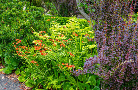 South Seattle Garden Plants