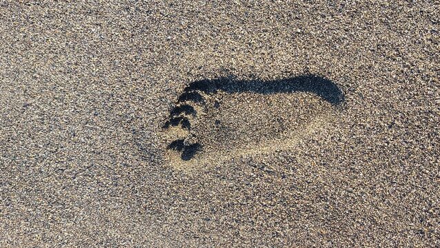 Human footprint on wet beach sand