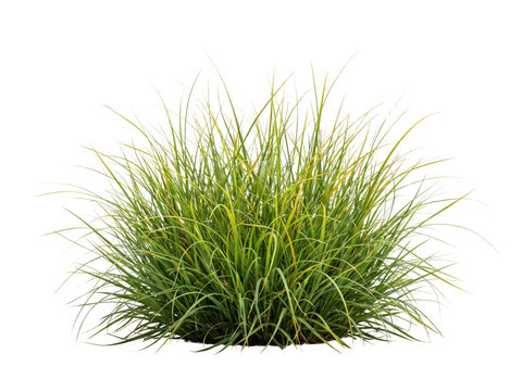 Lush green ornamental grass plant isolated on transparent background