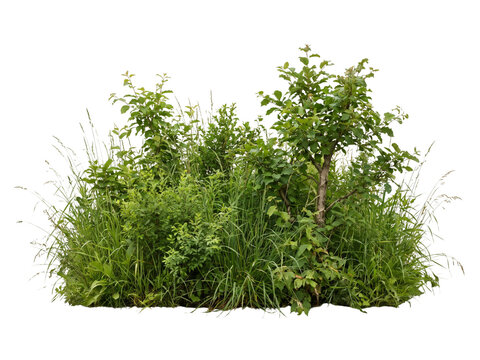 Green bushes and tall grass isolated on transparent background